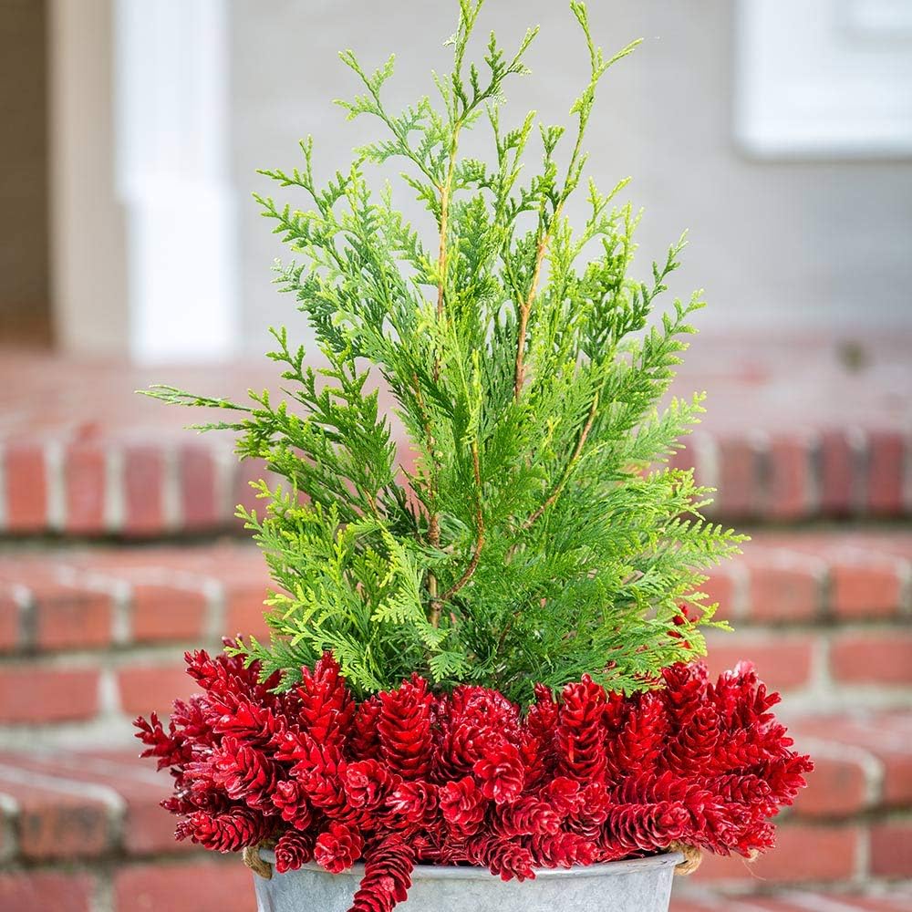2.5 Gallon Arborvitae Evergreen Thuja Tree B79226
