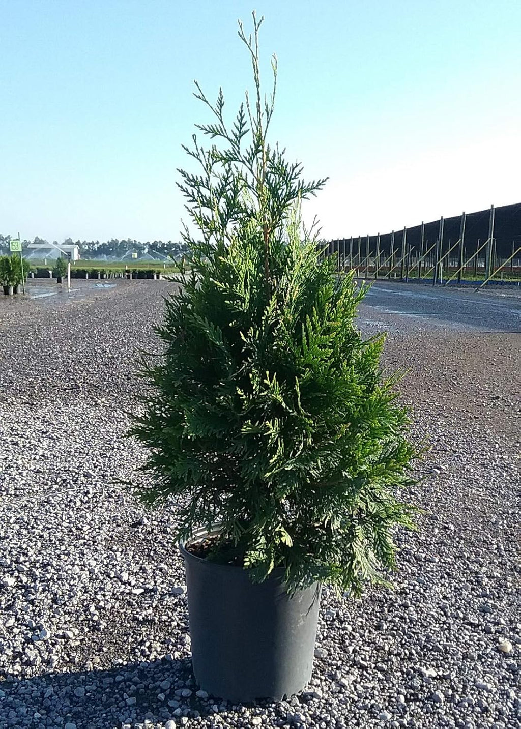 2.5 Gallon Arborvitae Evergreen Thuja Tree B79226