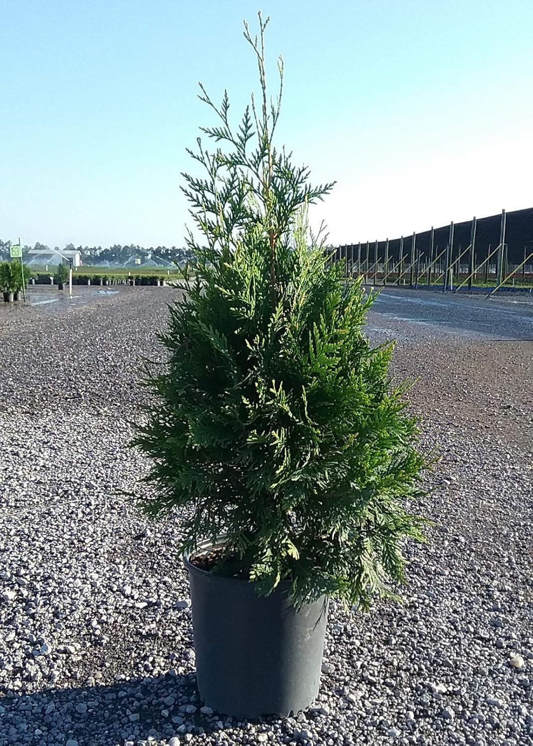2.5 Gallon Arborvitae Evergreen Thuja Tree B79226