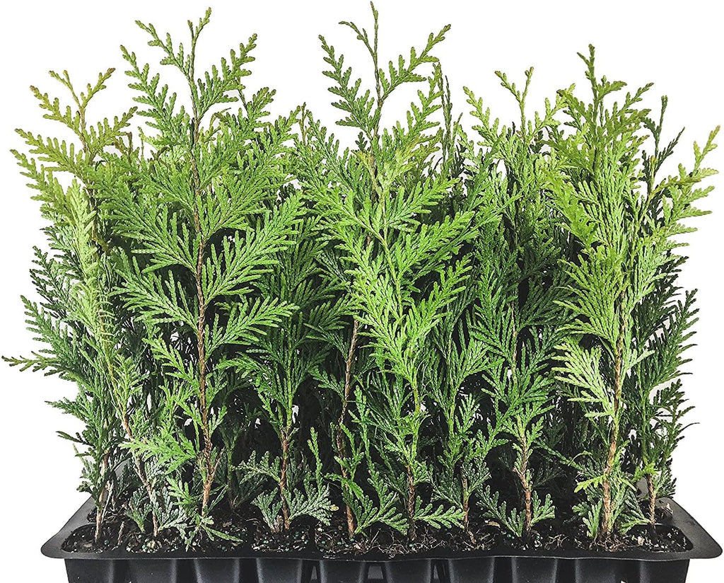 Thuja Arborvitae Green Giant Qty 40 Live Trees Evergreen Privacy