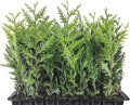 Thuja Arborvitae Green Giant Qty 40 Live Trees Evergreen Privacy