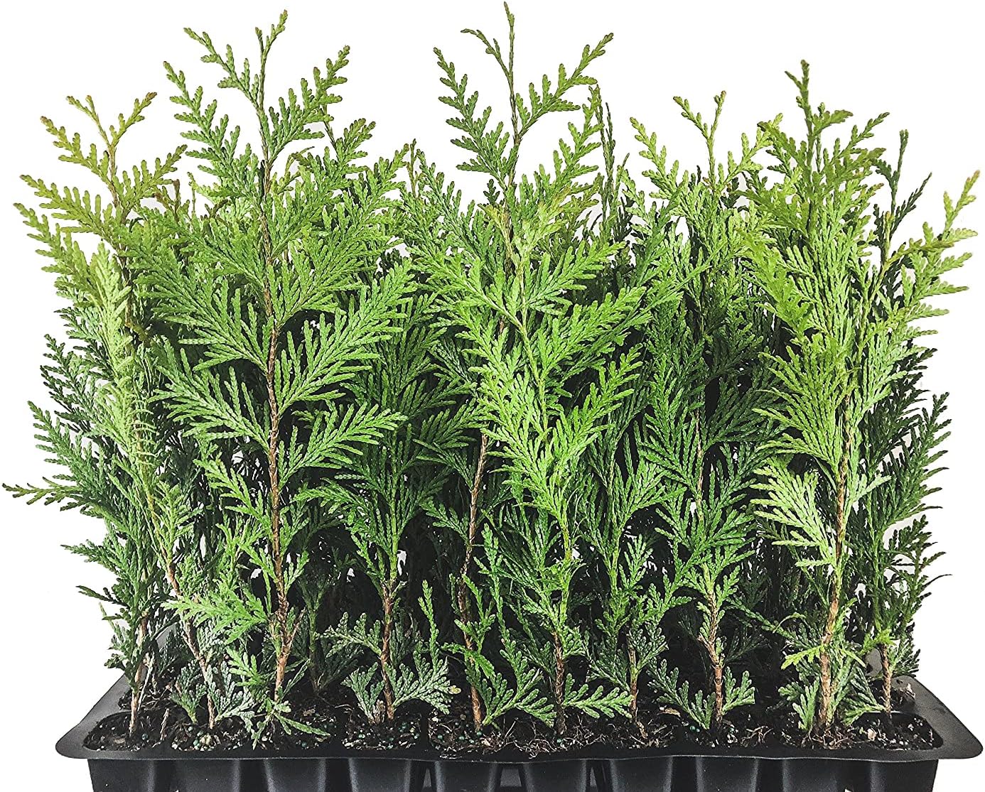 Thuja Arborvitae Green Giant Qty 40 Live Trees Evergreen Privacy