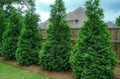 50 Thuja Green Giant Arborvitae Trees/Shrubs - 6-12" Tall Seedlings - Live Plants - 2.5" Pots