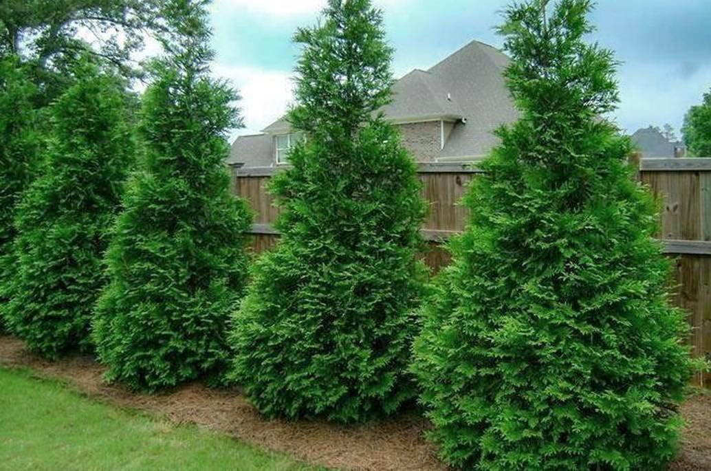 50 Thuja Green Giant Arborvitae Trees/Shrubs - 6-12" Tall Seedlings - Live Plants - 2.5" Pots
