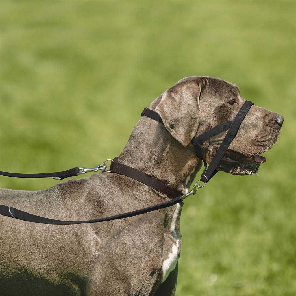 Training Lead for Dogs V3754
