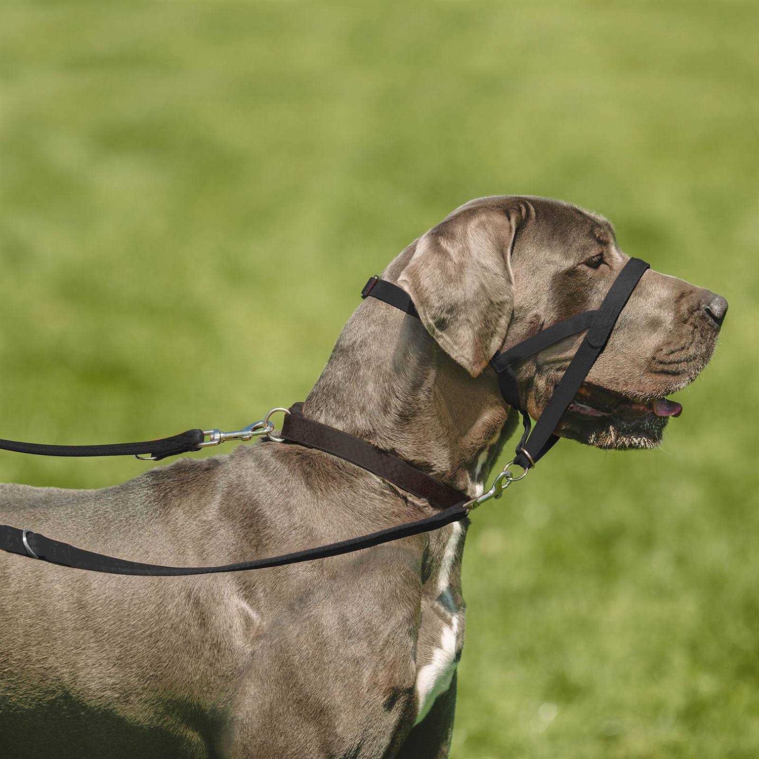 Training Lead for Dogs V3754