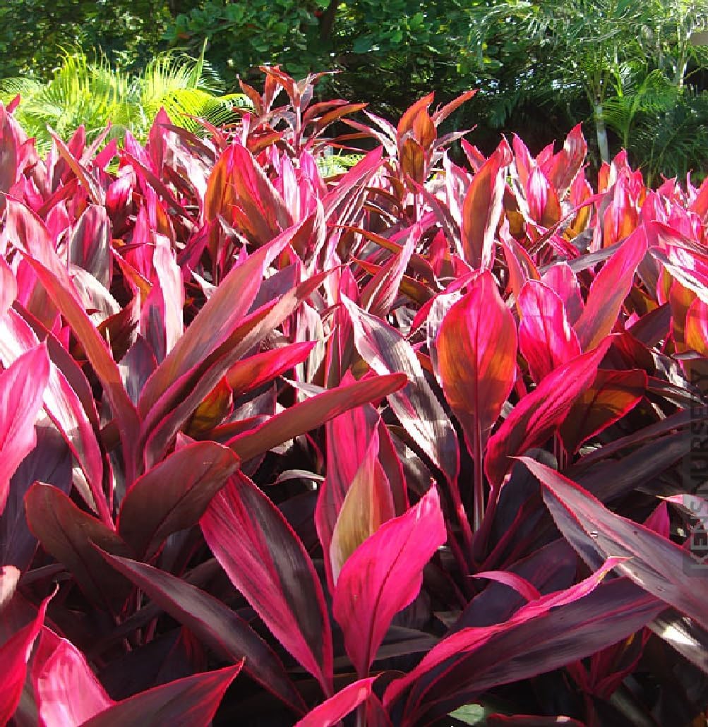 Red Ti Leaf Plant 2 Logs J8786