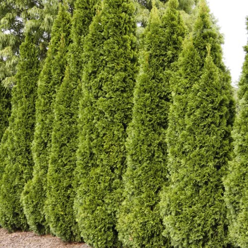 Emerald Arborvitae Live Plant 1-2 Feet Tall C4141