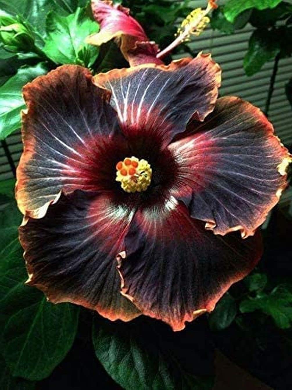 Giant Hibiscus Flower Mix Color for Gardening H295339