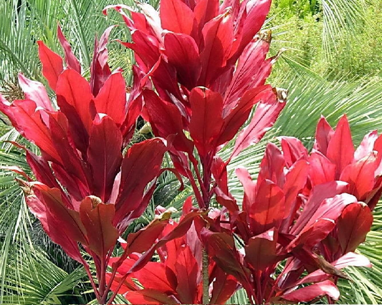 Red Ti Leaf Plant 2 Logs J8786