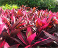 HAWAIIAN RED TI LEAF PLANT 2 LOGS